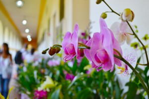 Tradicional evento da UFRRJ, a Expo de Orquídeas e Bromélias colore os corredores do P1. (Foto: Acervo CCS/UFRRJ)