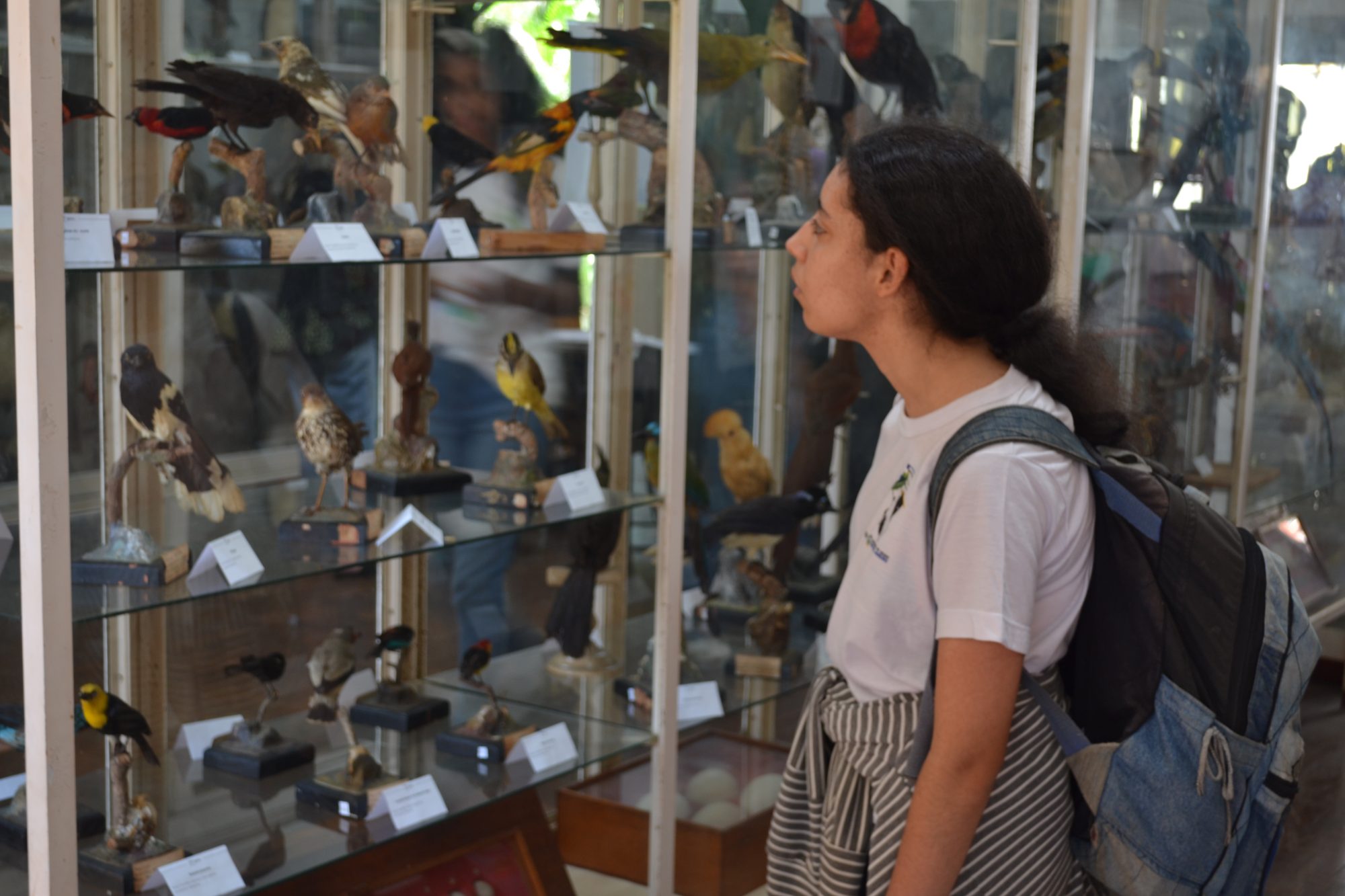 Aluna do ensino médio observa a seção de aves do Museu de Zoologia