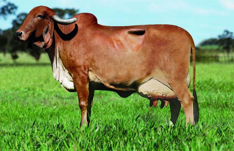 Bovino da raça Gir leiteito (foto: divulgação)