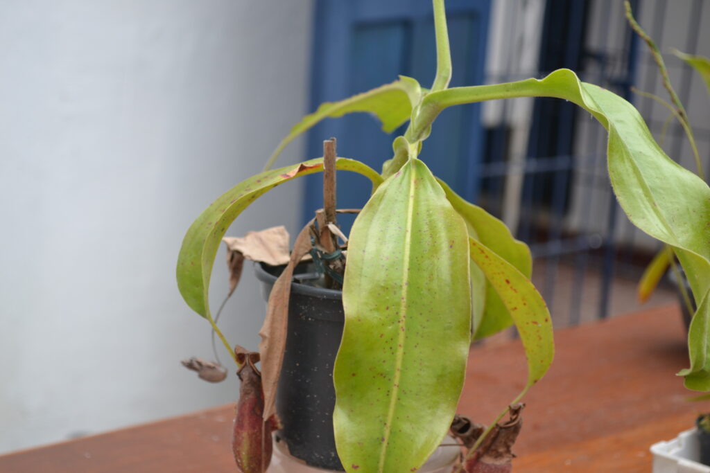  “Predadores verdes: biologia e cultivo de plantas carnívoras”