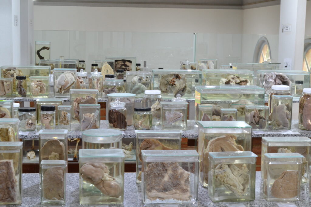 Mostra “Curiosidades da Patologia Veterinária” 