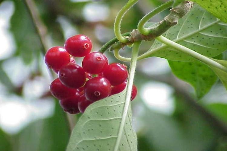 Pequeno arbusto de apenas 30 cm de altura, com grandes folhas ovaladas de cor verde escuro brilhantes e opostas. - Foto por: Arquivo/Pesquisadora
