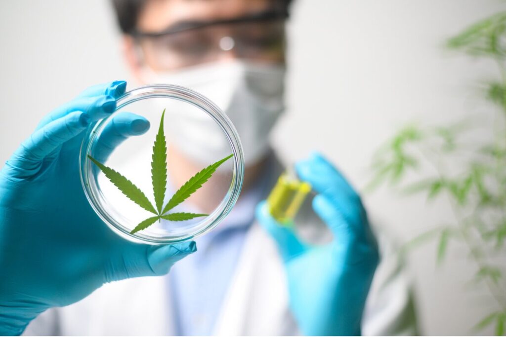Foto: Adobe Stock
Fonte: https://agro.estadao.com.br/economia/cannabis-pesquisadores-enviam-proposta-a-anvisa-para-destravar-pesquisas